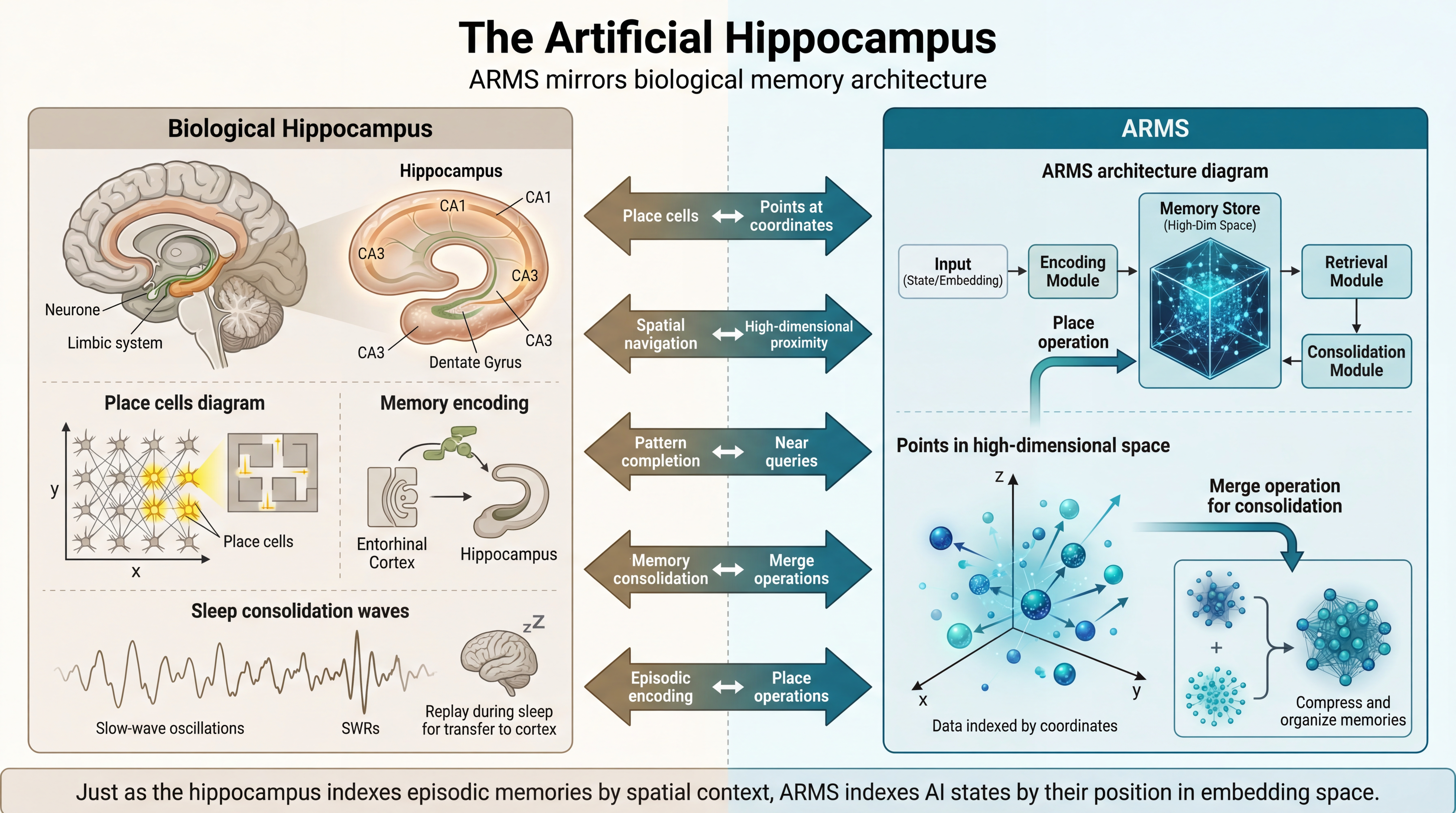 ARMS Hippocampus Analogy - biological memory comparison