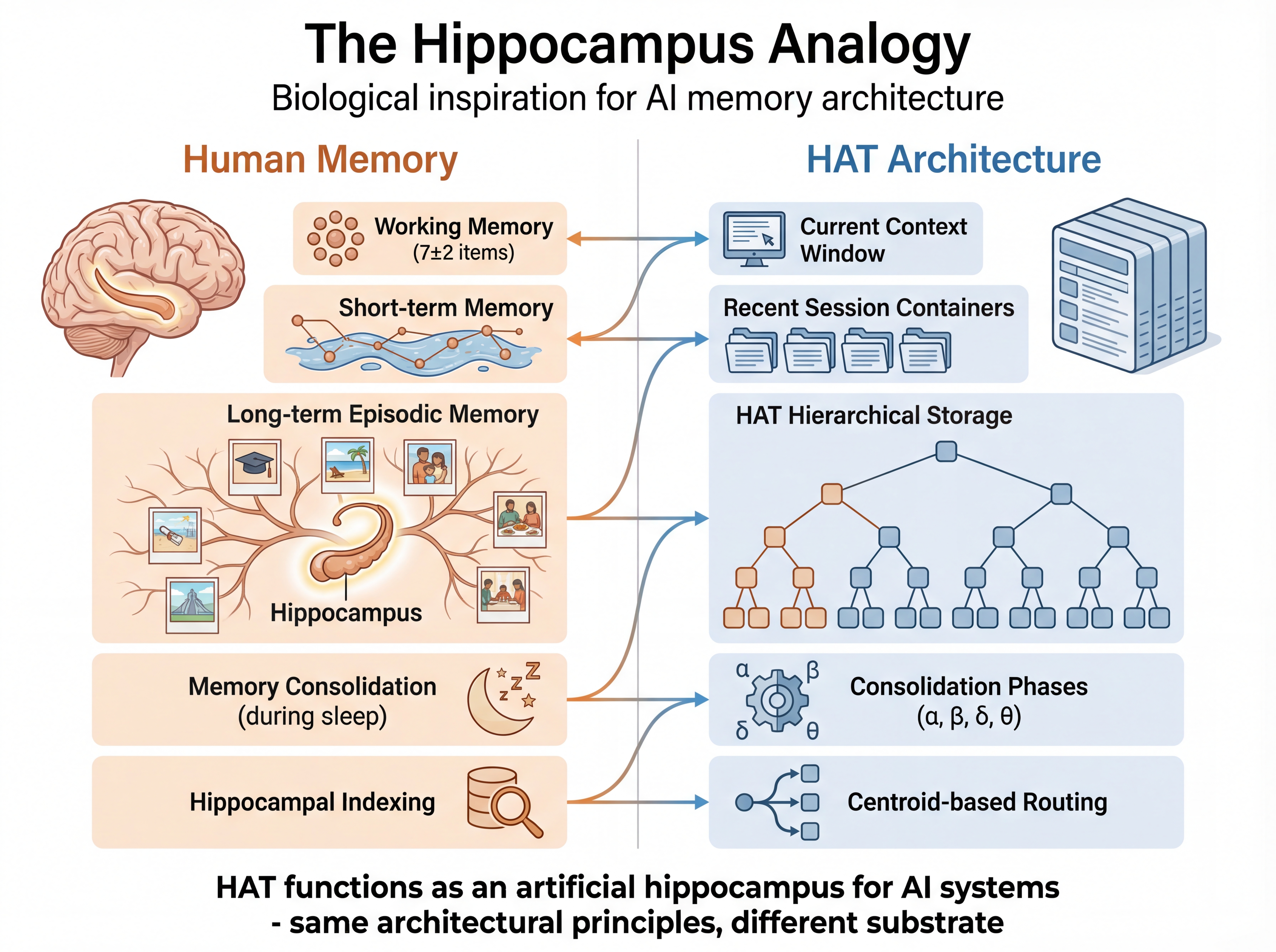 HAT Hippocampus Analogy - Memory architecture comparison